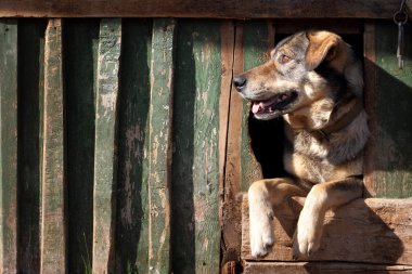 yardımsever köpek