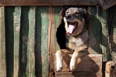 yardımsever köpek