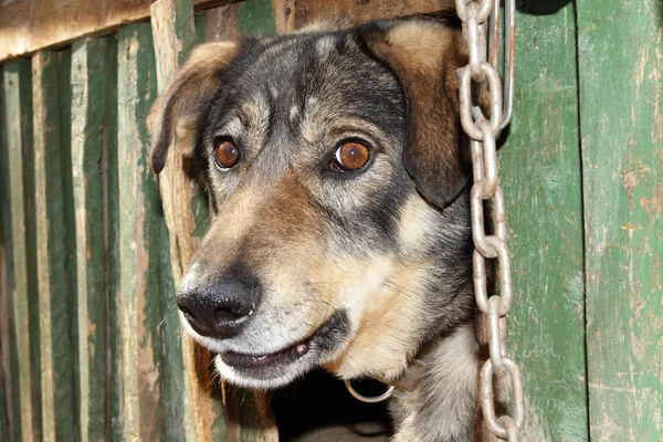 stock image The benevolent dog