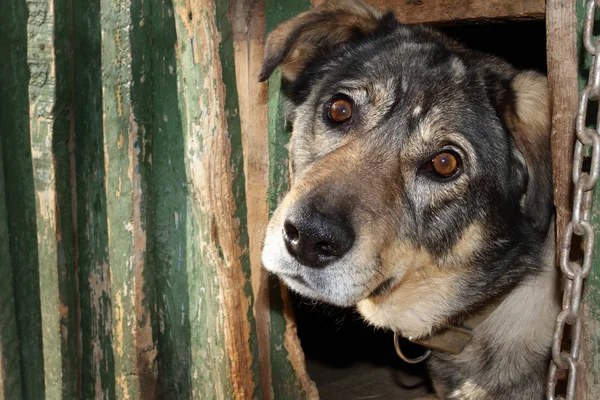 stock image The benevolent dog