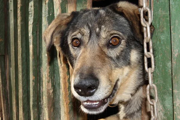 stock image The benevolent dog