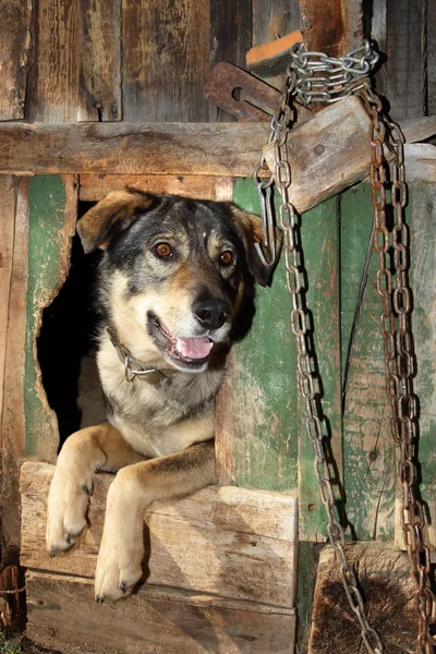 yardımsever köpek