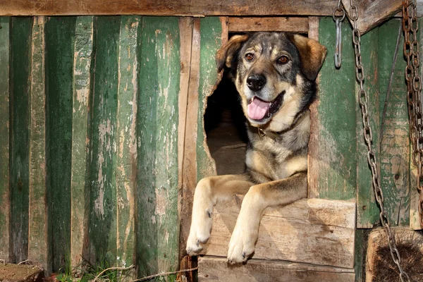 stock image The benevolent dog