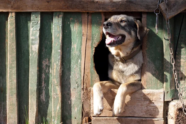 stock image The benevolent dog