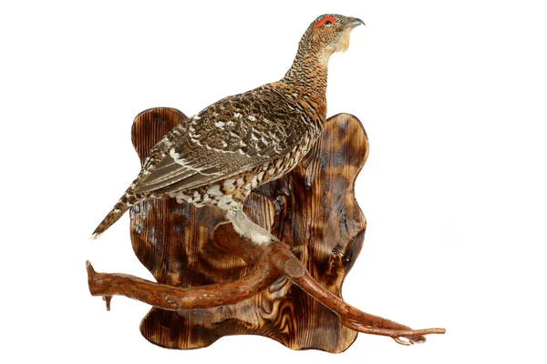 Hout-grouse — Stockfoto