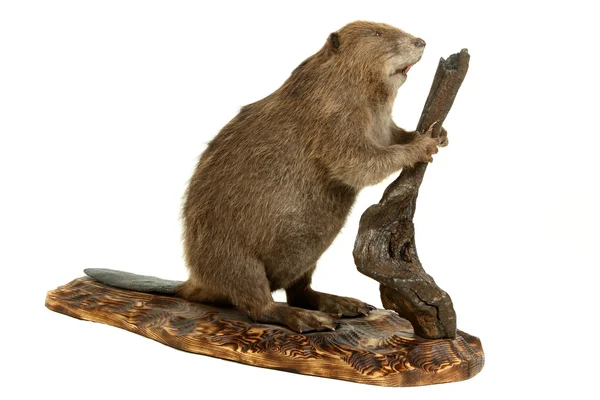 Beaver. — Stockfoto
