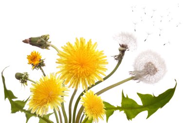 Dandelion clipart