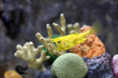 Longhorn cowfish