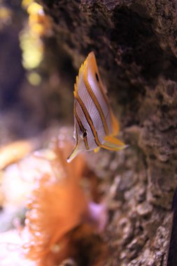 Copperband butterflyfish