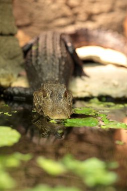 Crocodile in NYC aquarium clipart