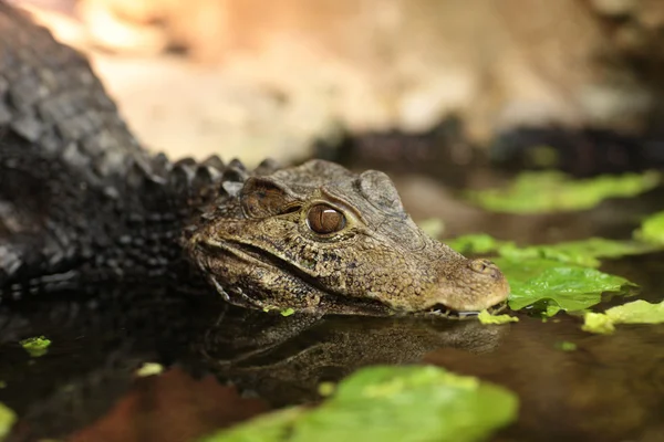 Крокодил в аквариуме — стоковое фото