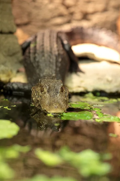 Крокодил в аквариуме Нью-Йорка — стоковое фото
