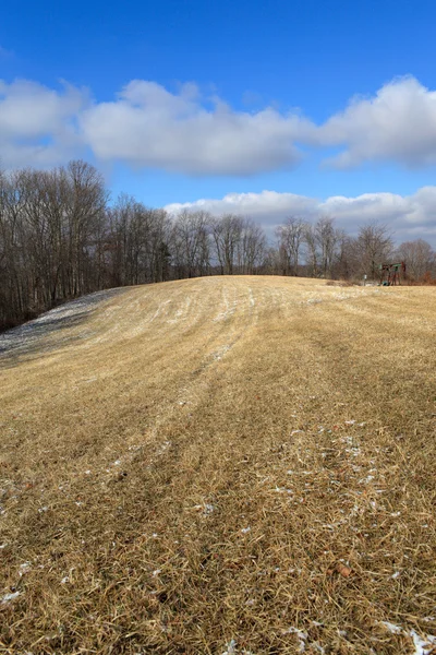 stock image Field in spring