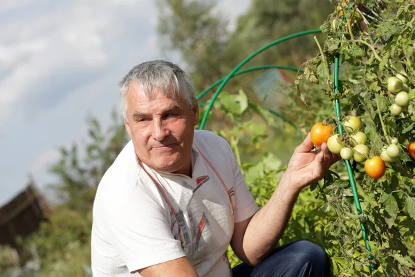 Jardinero sostiene tomate — Foto de Stock