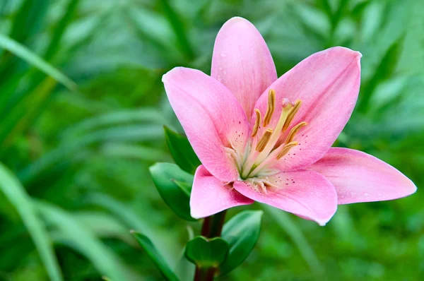 Lily flower on a background of green grass — Stock Photo, Image
