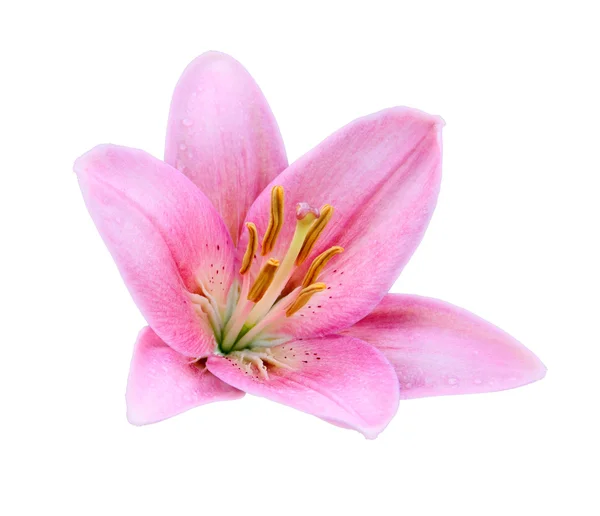 Beyaz bir arka plan üzerinde izole pembe lily çiçek — Stok fotoğraf