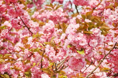 Japon cherry blossom ile