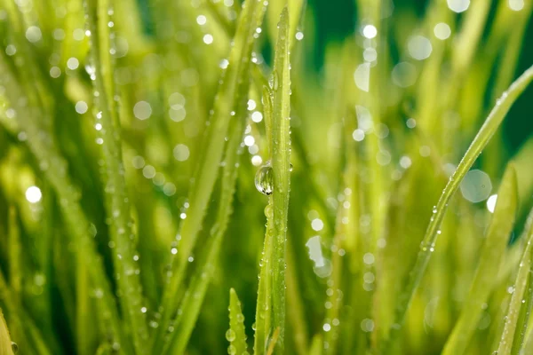 Gras met waterdruppels — Stockfoto