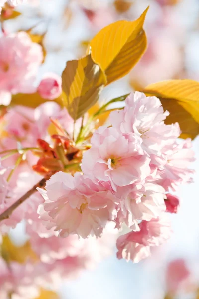 Cereja japonesa com flor — Fotografia de Stock