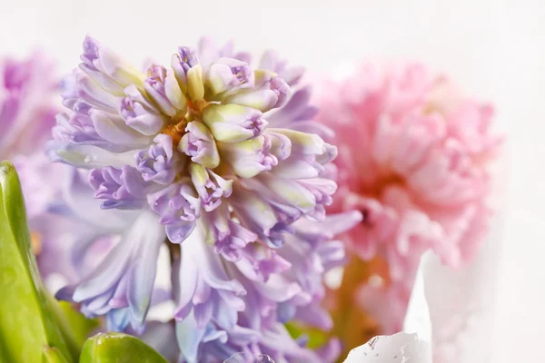 Vackra hyacint — Stockfoto