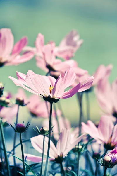 stock image Nice flowers