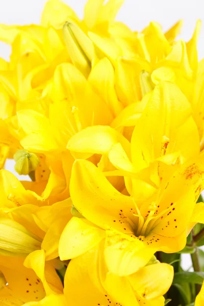 Piękne lilie — Zdjęcie stockowe