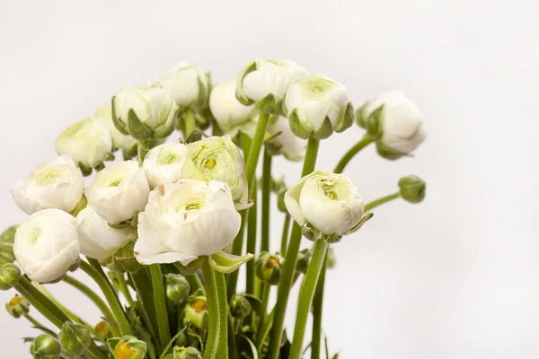 Ranunculus blanco —  Fotos de Stock