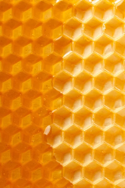 新鲜蜂蜜在梳子 免版税图库照片