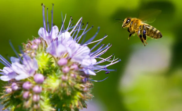 Honigbiene fliegt nach Phazelien — Stockfoto