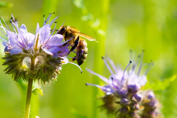 Медоносная пчела — стоковое фото