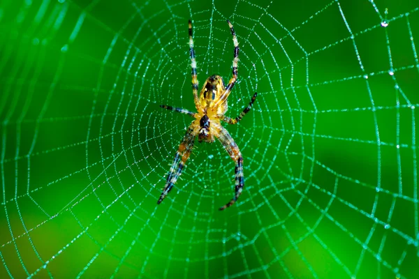 Spider in a Dew Covered Web — Stock Photo, Image