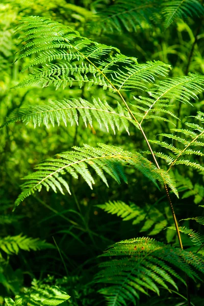 stock image Fern