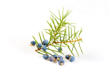 Juniper twig on a white background clipart