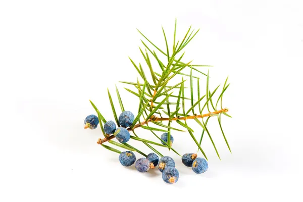 Juniper twig on a white background — Stock Photo, Image