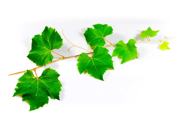 Folhas de uvas — Fotografia de Stock