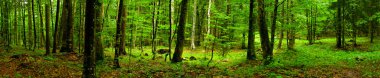 Deep forest Panorama clipart