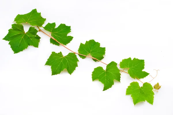 Foglie d'uva — Foto Stock