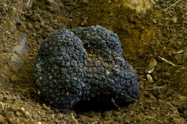 taze hasat truffles ve yakın dilimlenmiş