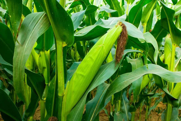 Orejas de maíz con seda y tallos — Foto de Stock