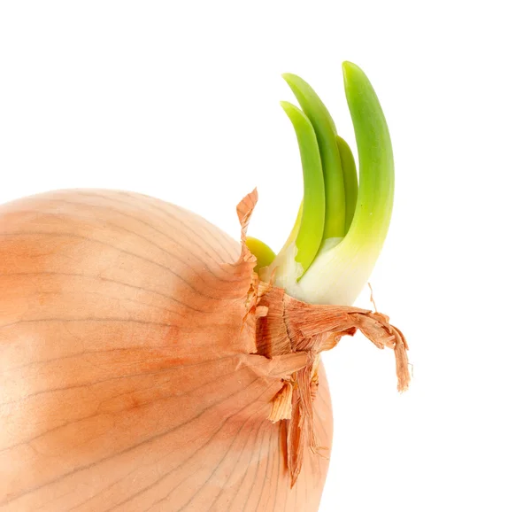 Cebola verde bulbosa — Fotografia de Stock