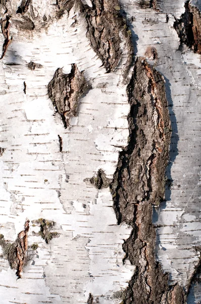 Texture of birch bark — Stock Photo, Image