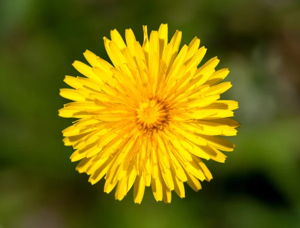 Sarı Karahindiba çiçeği Üstten Görünüm — Stok fotoğraf