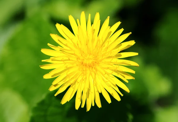Вид на желтый цветок одуванчика — стоковое фото