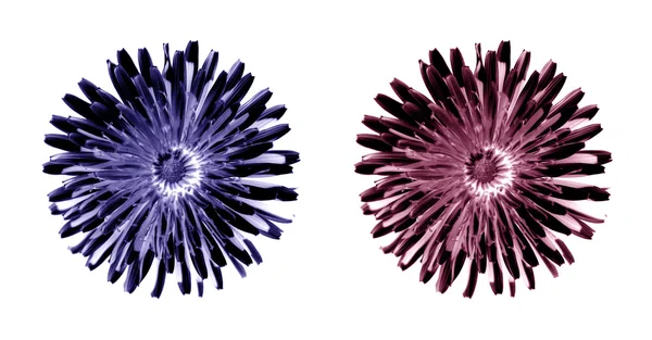 モノクロのタンポポの花 — ストック写真