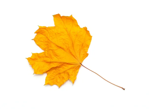 Dry maple leaf — Stock Photo, Image