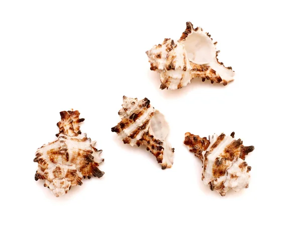 Gyűjteménye kagyló elszigetelt fehér background — Stock Fotó