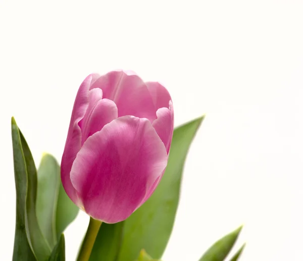 Tulipa rosa — Fotografia de Stock