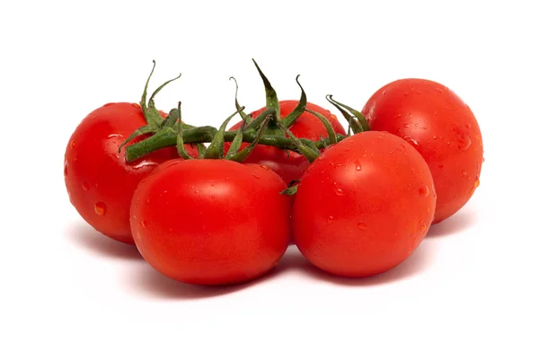 番茄被隔绝在白色背景的分支 — 图库照片