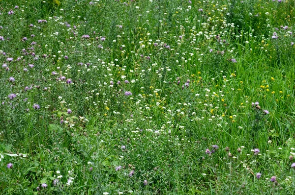 Bahar çayır yeşil çim ve alan flowe ile yakın çekim yansıma — Stok fotoğraf