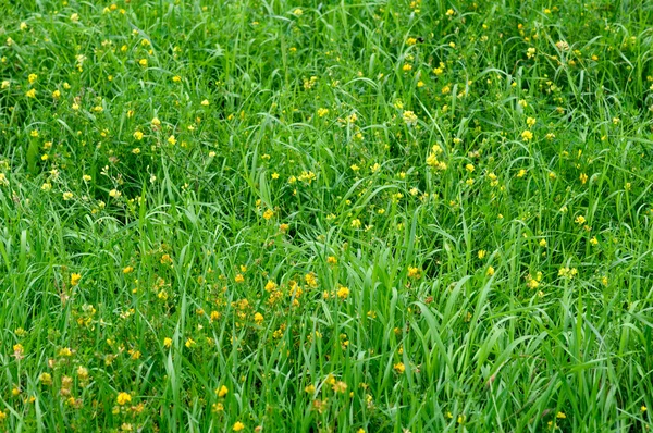 Bahar çayır yeşil çim ve alan flowe ile yakın çekim yansıma — Stok fotoğraf